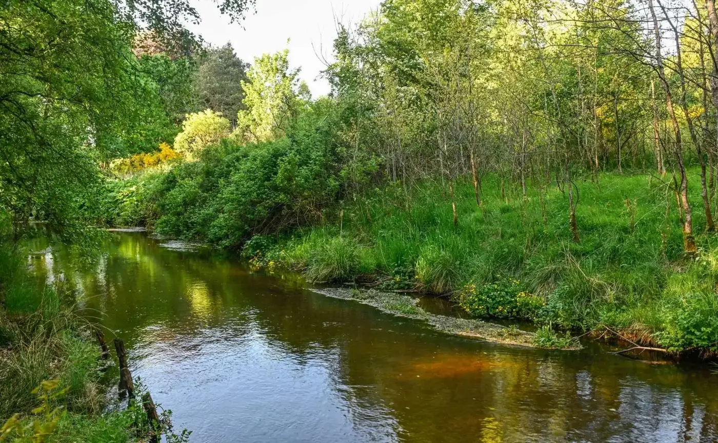The Grene Å stream winding through lush green vegetation