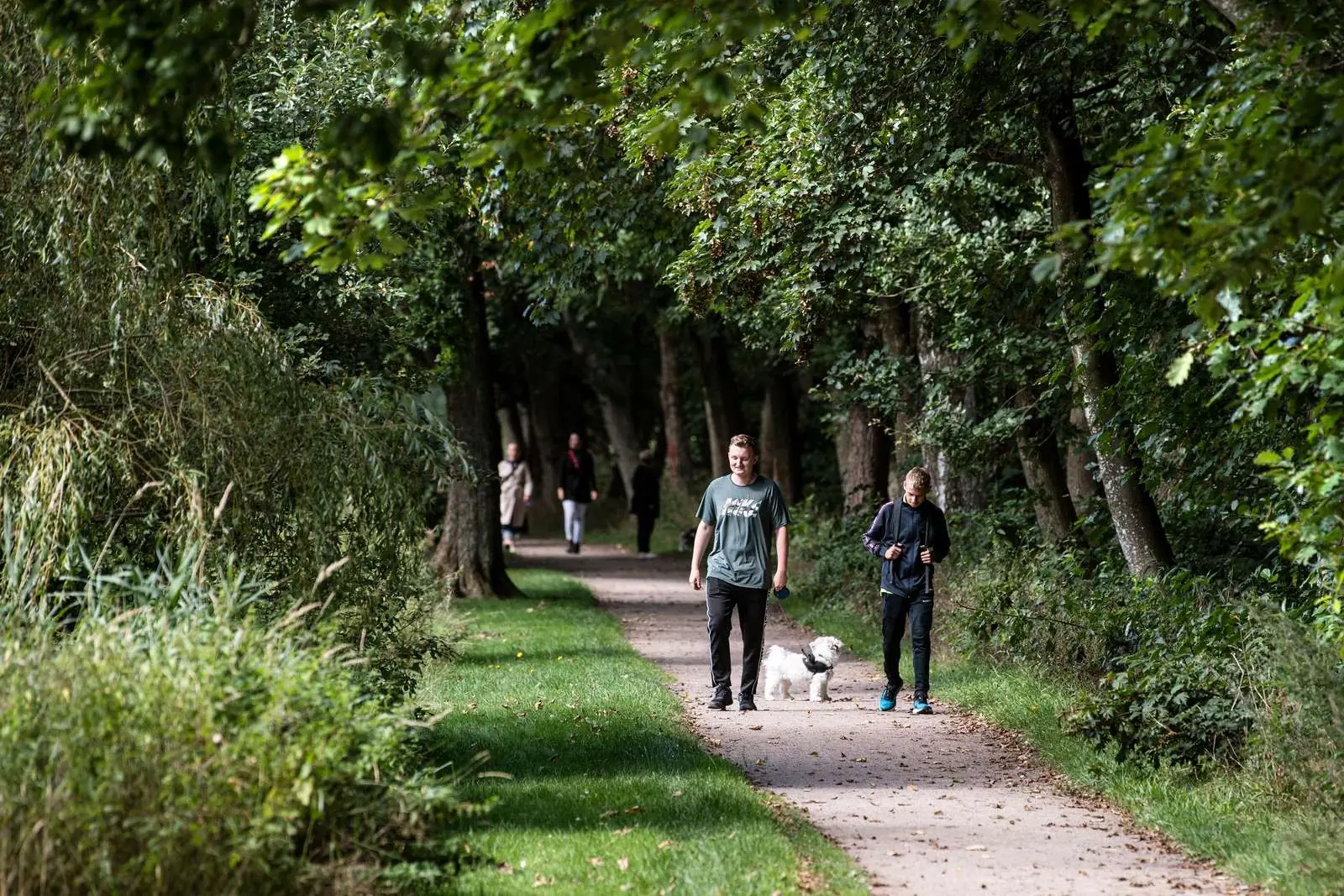 People walking a dog on a tree-lined path in Grindsted