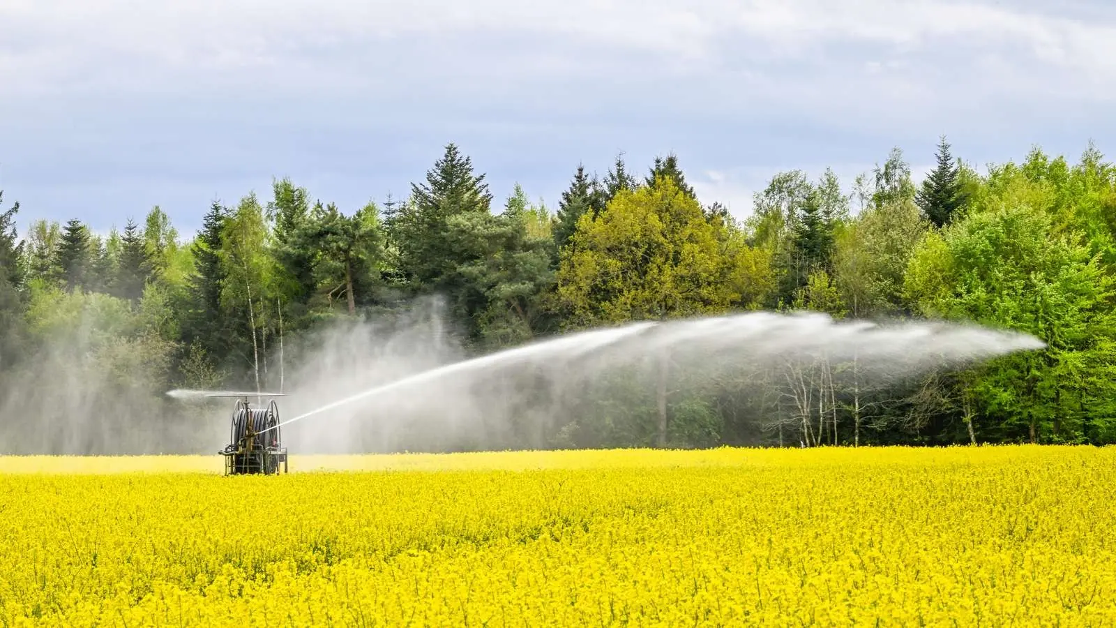 Yellow rapeseed field being irrigated in front of a green forest